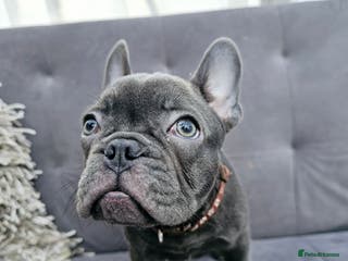 French Bulldog dogs French bulldog puppies - Advert 12