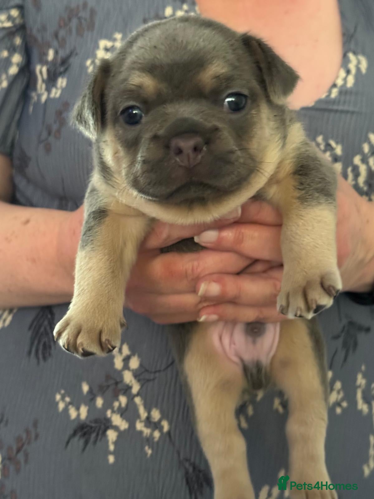 French Bulldog dogs Buddie - Advert 1