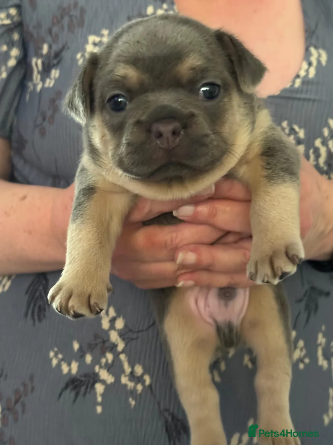 French Bulldog dogs for sale: Buddie - Advert 1