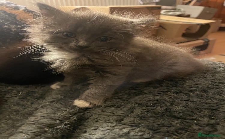 Mixed Breed cats - Advert 11