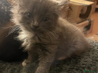 Mixed Breed cats - Advert 13