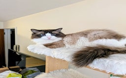 Ragdoll cats for sale: Beautiful Ragdoll Cat - Image 1