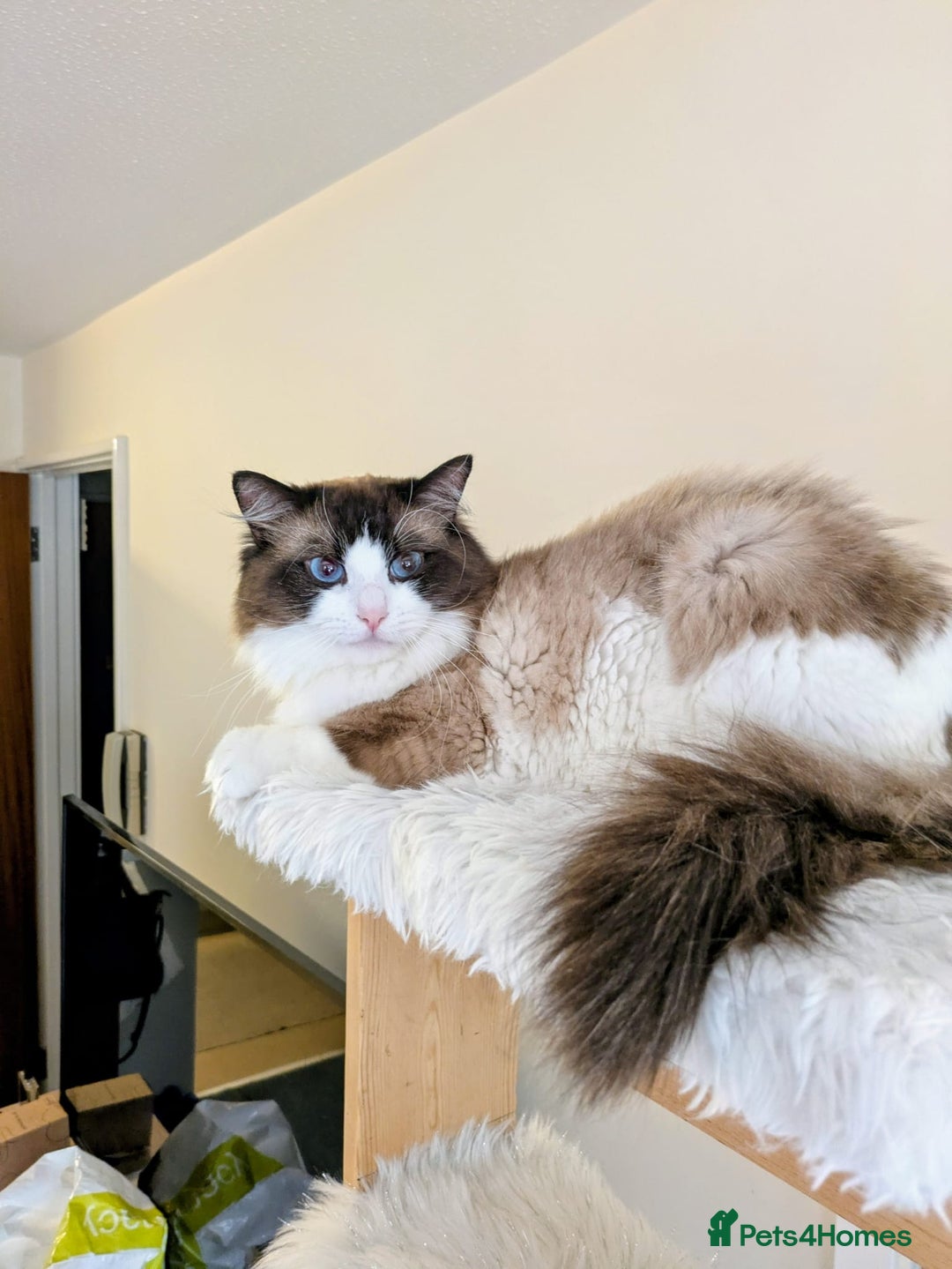 Ragdoll cats for sale: Beautiful Ragdoll Cat - Image 1
