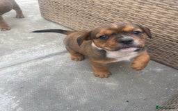 Mixed Breed dogs for sale: French bull dog x jack russel - Image 6