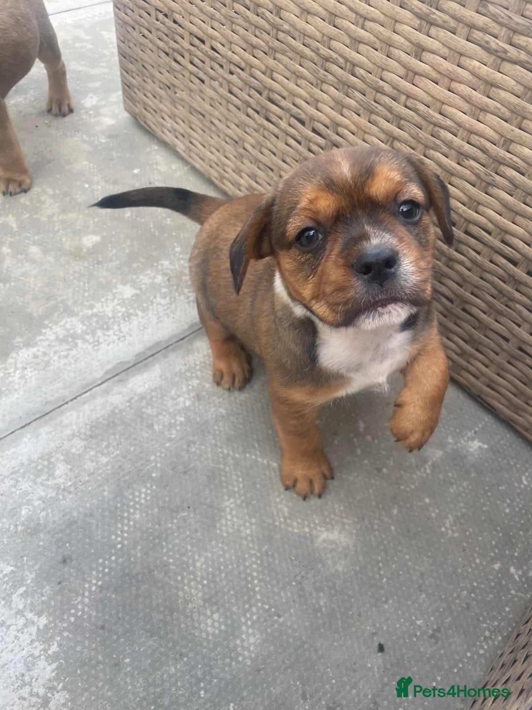 Mixed Breed dogs for sale: French bull dog x jack russel - Image 6