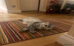 Persian cats for sale: Persian chinchilla mix boy and girl left - Image 4