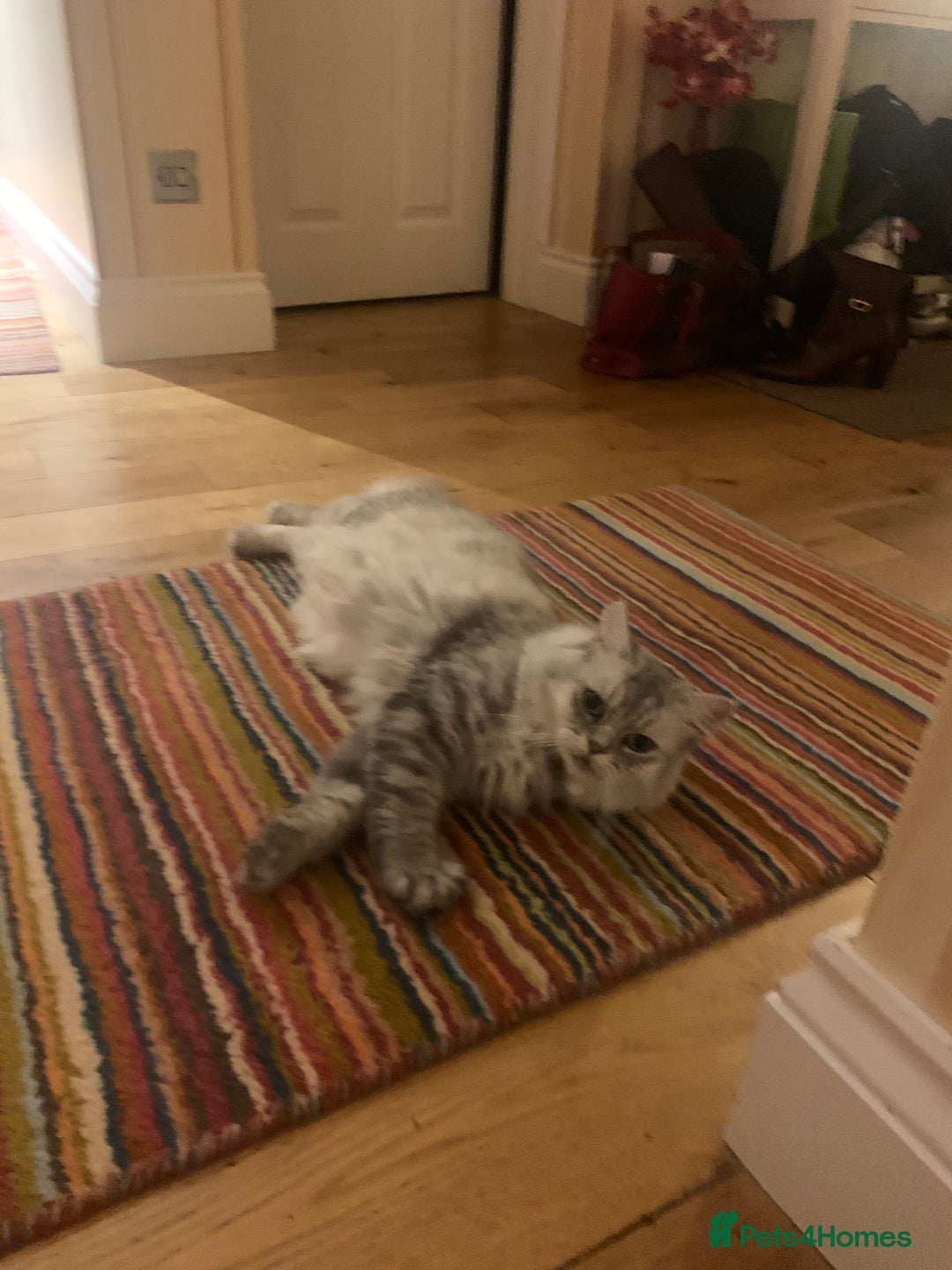 Persian cats for sale: Persian chinchilla mix boy and girl left - Image 4