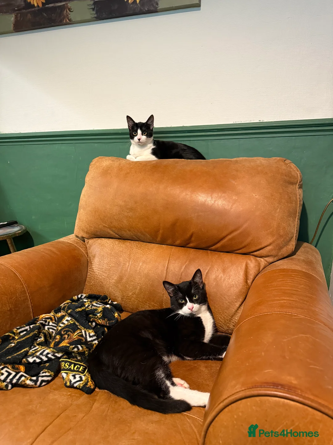 Mixed Breed cats for sale: Two female kittens 7 month old - Advert 8