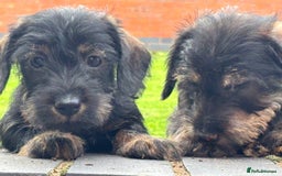 Miniature Dachshund dogs for sale: Wire Haired KC Miniature Dachshund  - Image 4