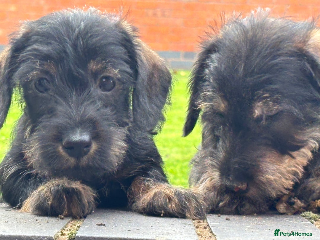 Miniature Dachshund dogs for sale: Wire Haired KC Miniature Dachshund  - Image 4