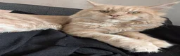 Maine Coon cats for sale: Male Maine Coon Ready for his forever home  - Advert 4