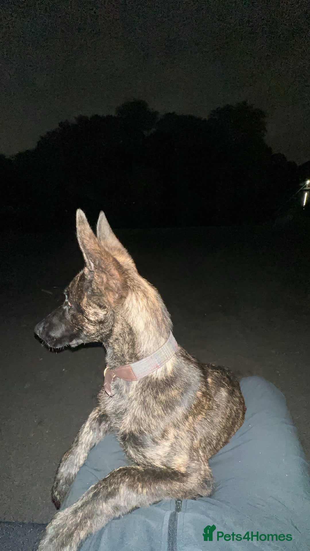 Belgian Shepherd Dog dogs for sale: Max the Dutch shepherd  - Image 6