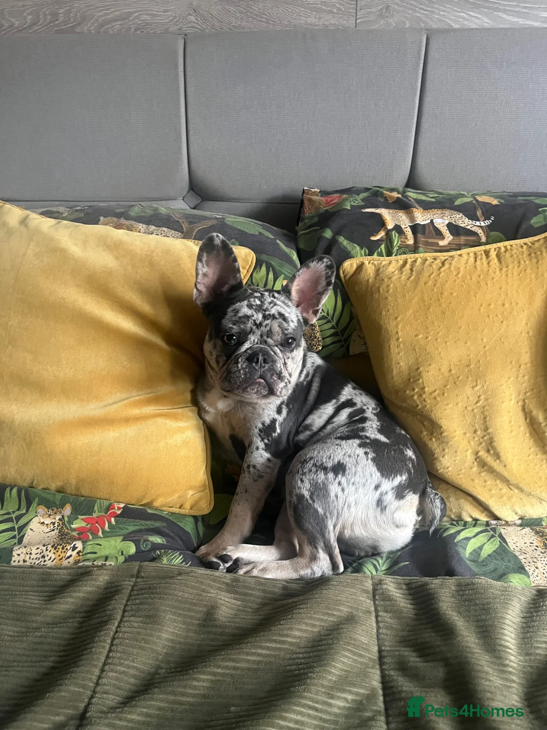 French Bulldog dogs for sale: French Bulldog merle girl left - Advert 19