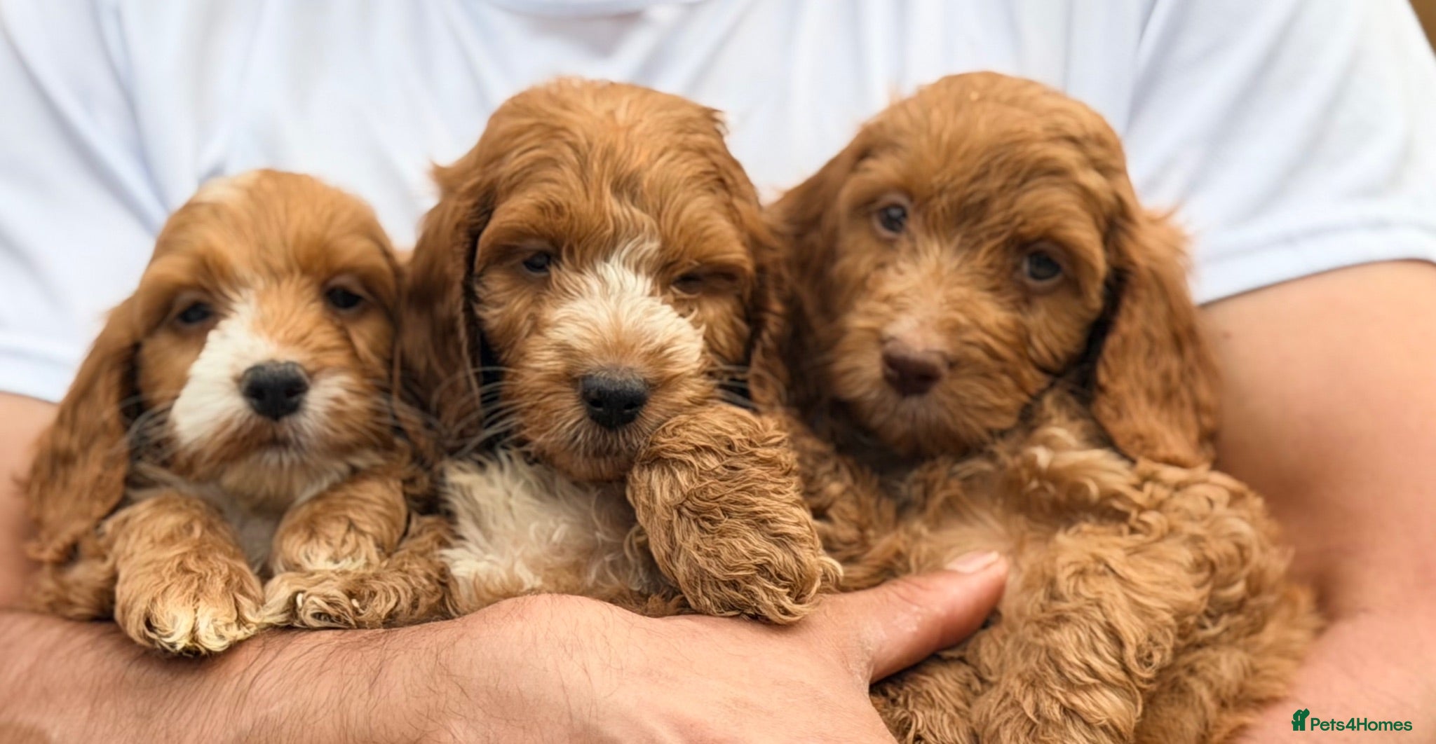 Cockapoo dogs F1 Cockapoo Pups Ready to go if you are Ready  - Advert 1