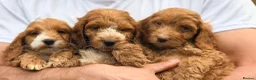 Cockapoo dogs for sale: F1 Cockapoo Pups Ready to go if you are Ready  - Advert 1