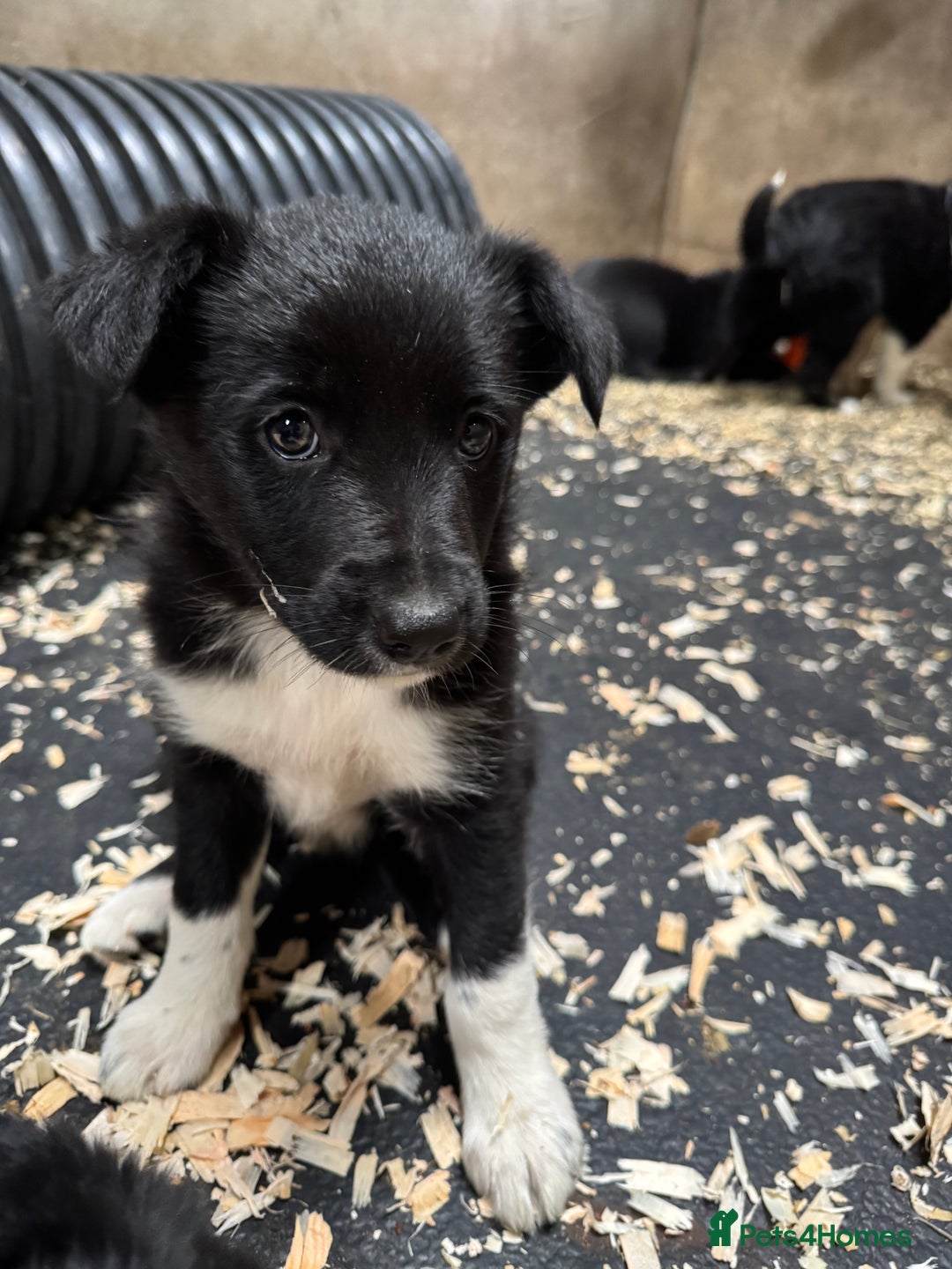 Border Collie dogs for sale: Bouncing border collies - Advert 14