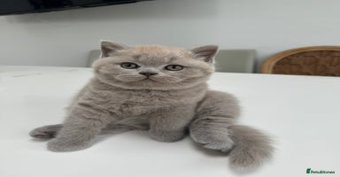 British Shorthair cats - Advert 1