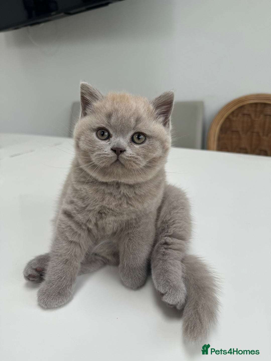 British Shorthair cats for sale: 1 Beautiful British short lilac colour - Image 3