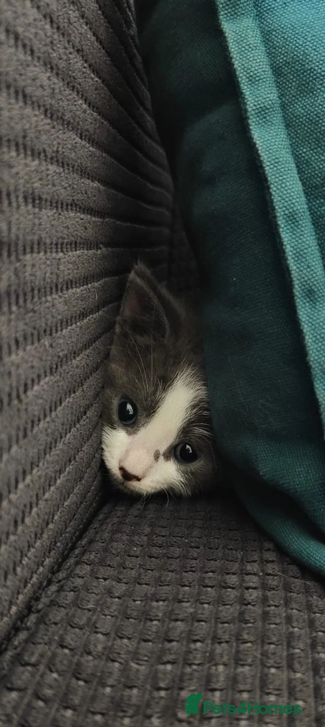 Domestic Shorthair cats for sale: Kittens looking for a new home  - Advert 2