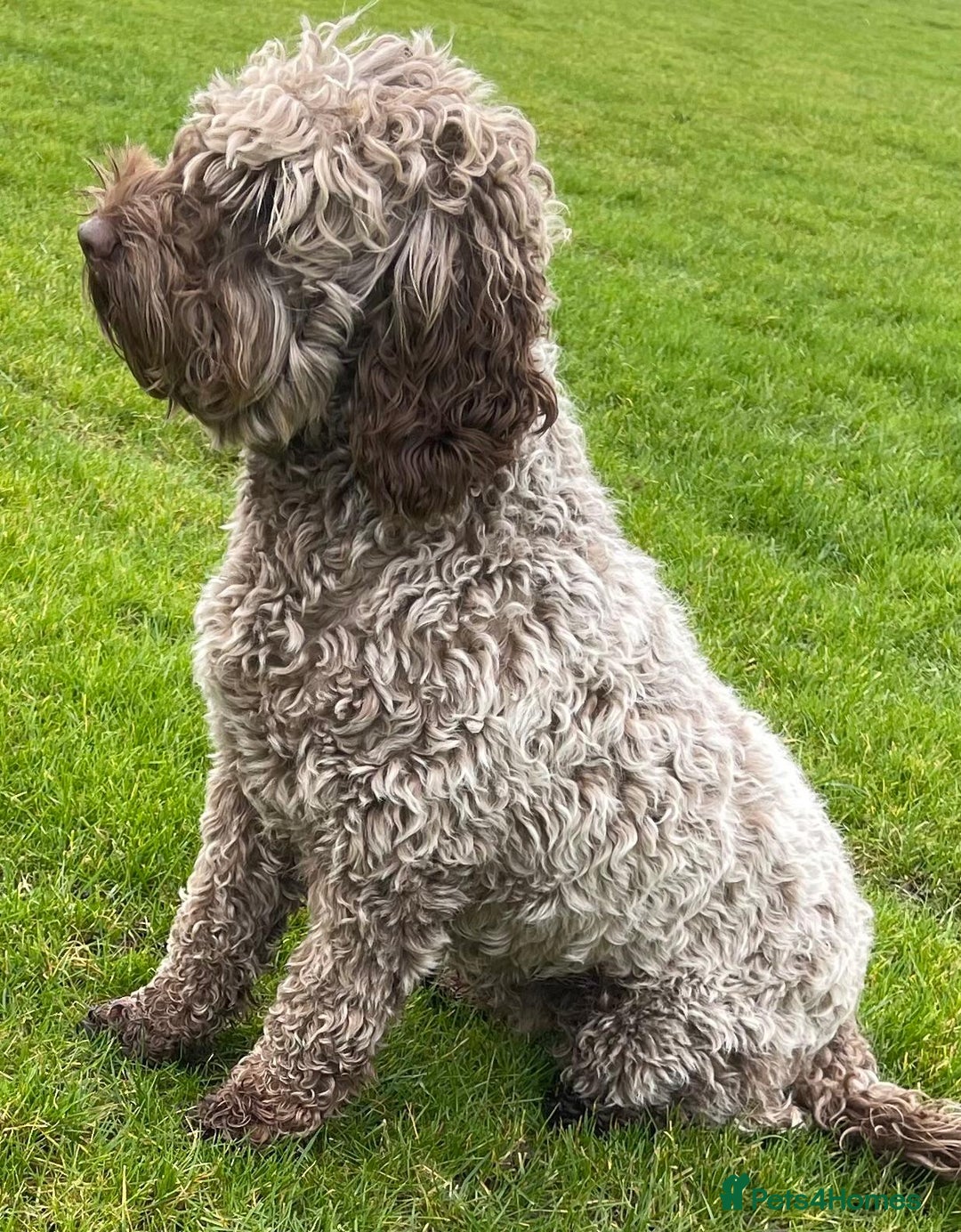 Australian Labradoodle dogs for sale: Beautiful, Well Bred Labradoodle Puppies  - Image 11