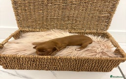 Cocker Spaniel dogs for sale: Gorgeous KC cocker spaniel puppies  - Image 3
