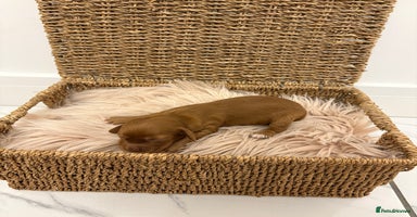 Cocker Spaniel dogs - Advert 16