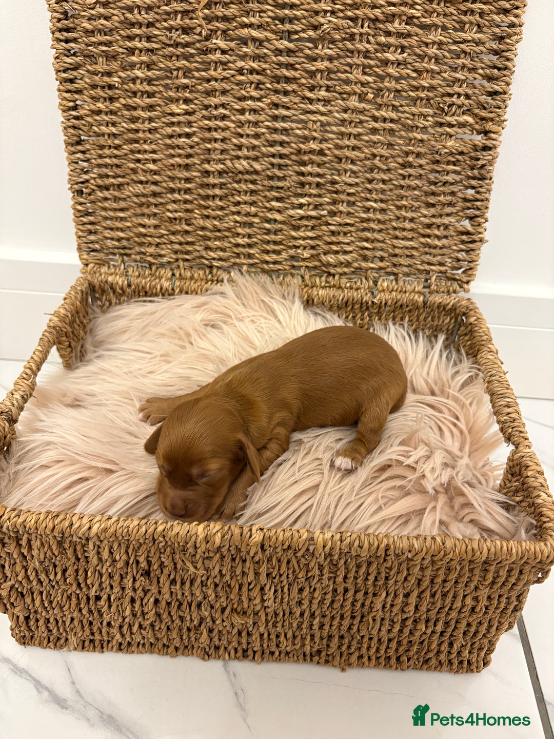 Cocker Spaniel dogs for sale: Gorgeous KC cocker spaniel puppies  - Image 3
