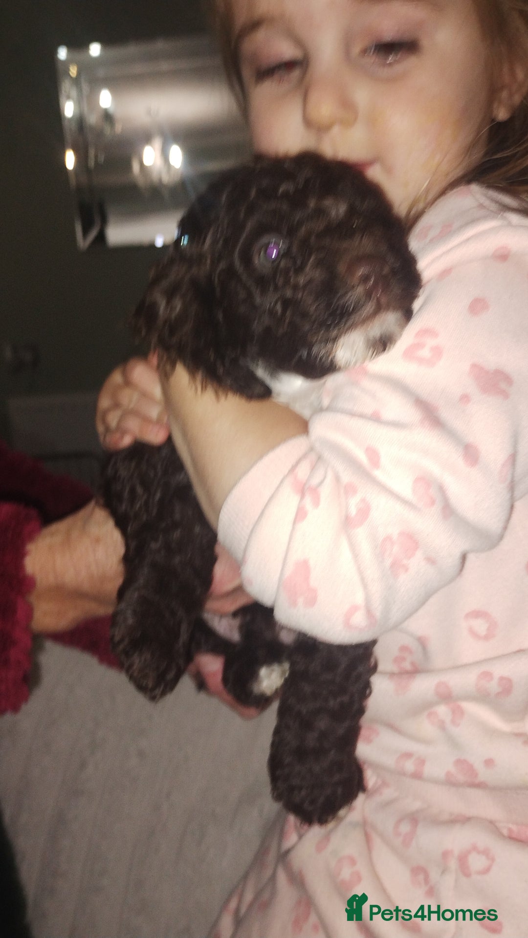 Cockapoo dogs for sale: Cockapoo puppies - Advert 11