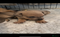 Staffordshire Bull Terrier dogs for sale: Outstanding dual breeding  - Image 9