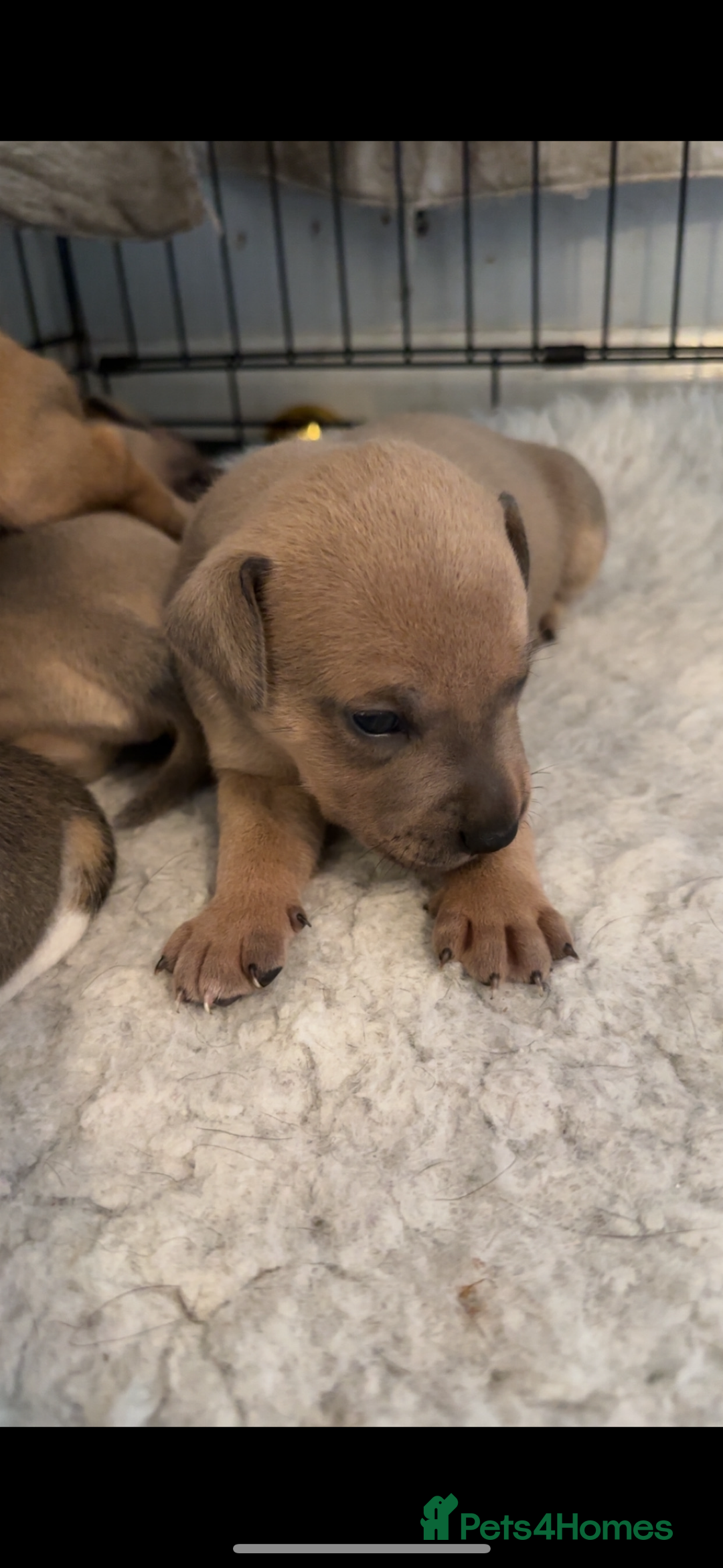 Staffordshire Bull Terrier dogs for sale: Outstanding dual breeding  - Image 9