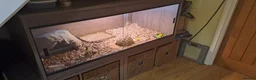 Tortoise reptiles for sale: Horsefield Tortoise in Derby - Advert 3