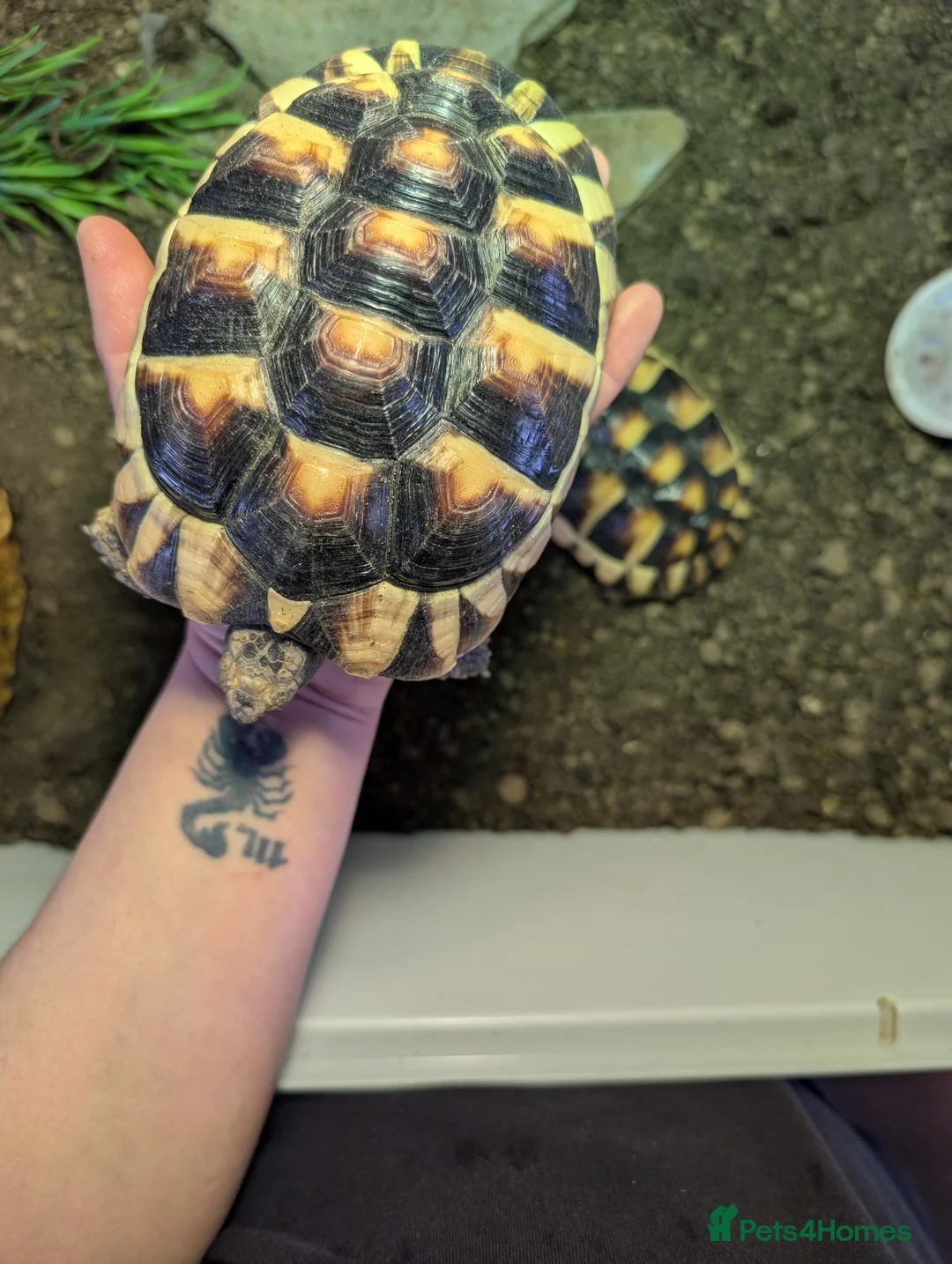 Hermann Tortoise reptiles for sale: hermann tortoise  in Bath - Advert 4