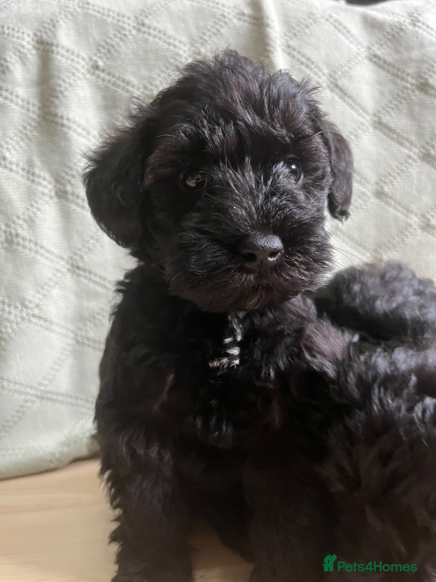 Schnoodle dogs Schnoodle pups for sale. Ready 11th October.  - Advert 1