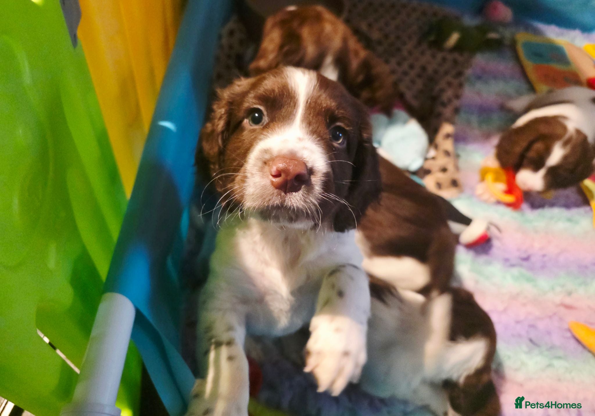 English Springer Spaniel dogs KC Health Tested, Home Reared 5 ⭐️ Liver Pups - Advert 2