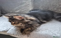 Maine Coon cats for sale: 1 year maine coon - Image 3