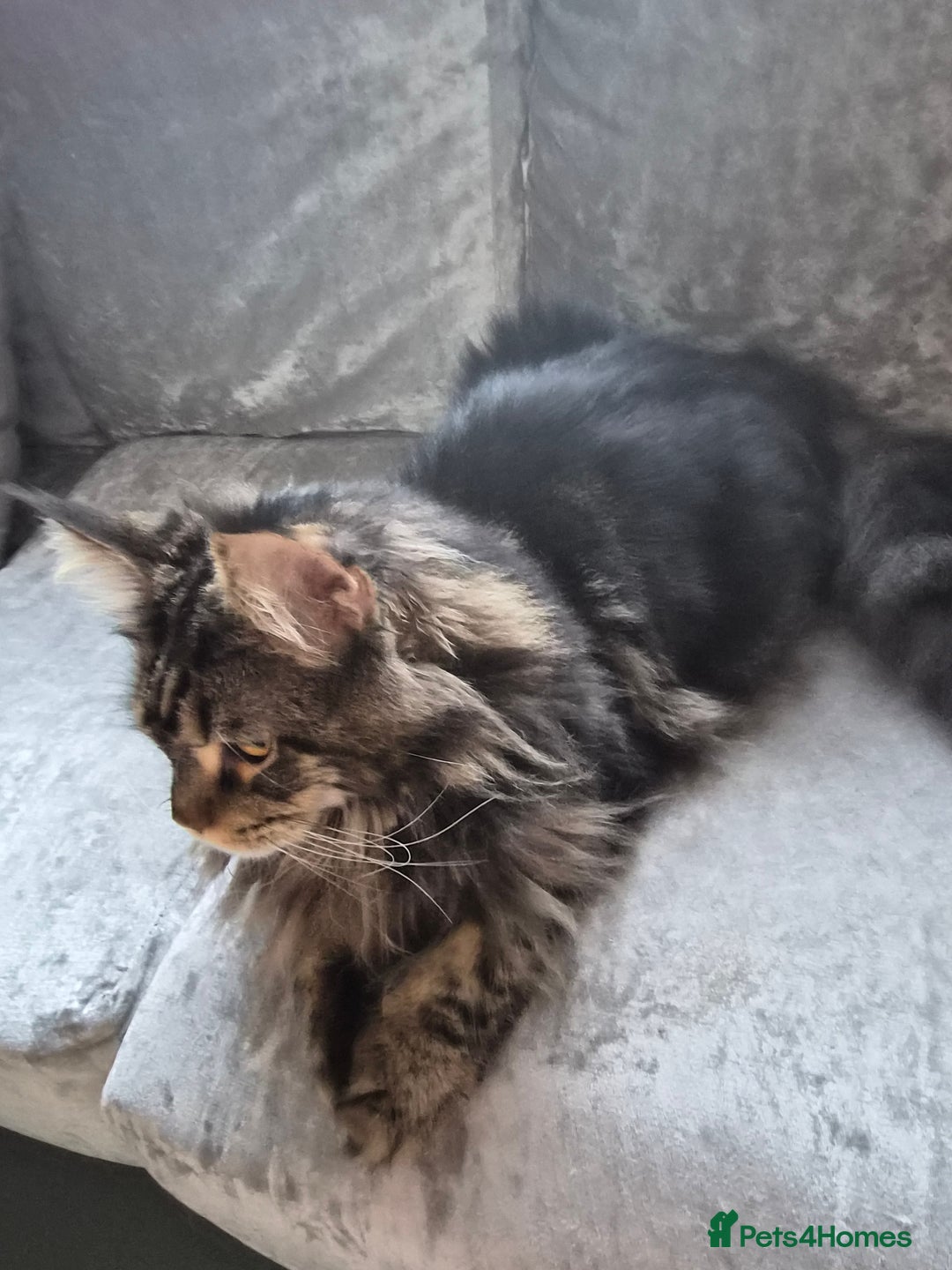 Maine Coon cats for sale: 1 year maine coon - Image 3