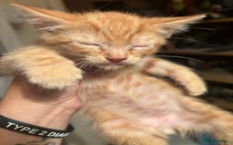 Bengal cats for sale: Bengal x bsh - Image 2