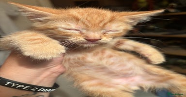 Bengal cats - Advert 8