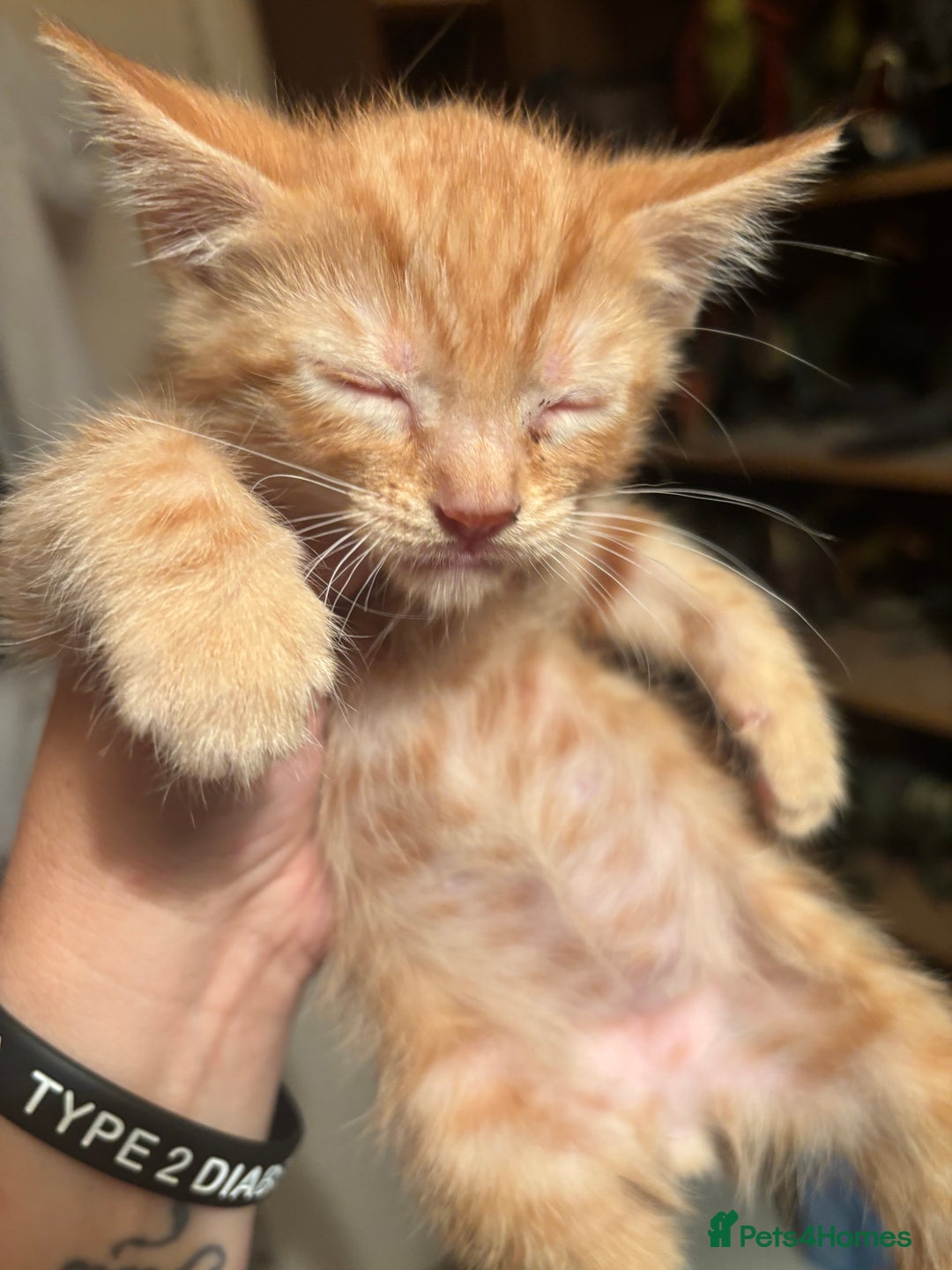 Bengal cats for sale: Bengal x bsh - Image 2