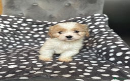 Mixed Breed dogs for sale: Cavatons - Image 5