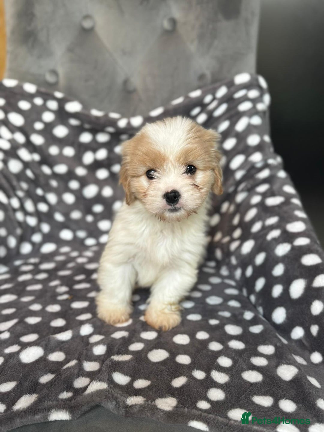 Mixed Breed dogs for sale: Cavatons - Image 5