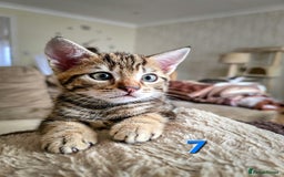 Mixed Breed cats for sale: 7 adorable kittens looking for loving homes - Image 15