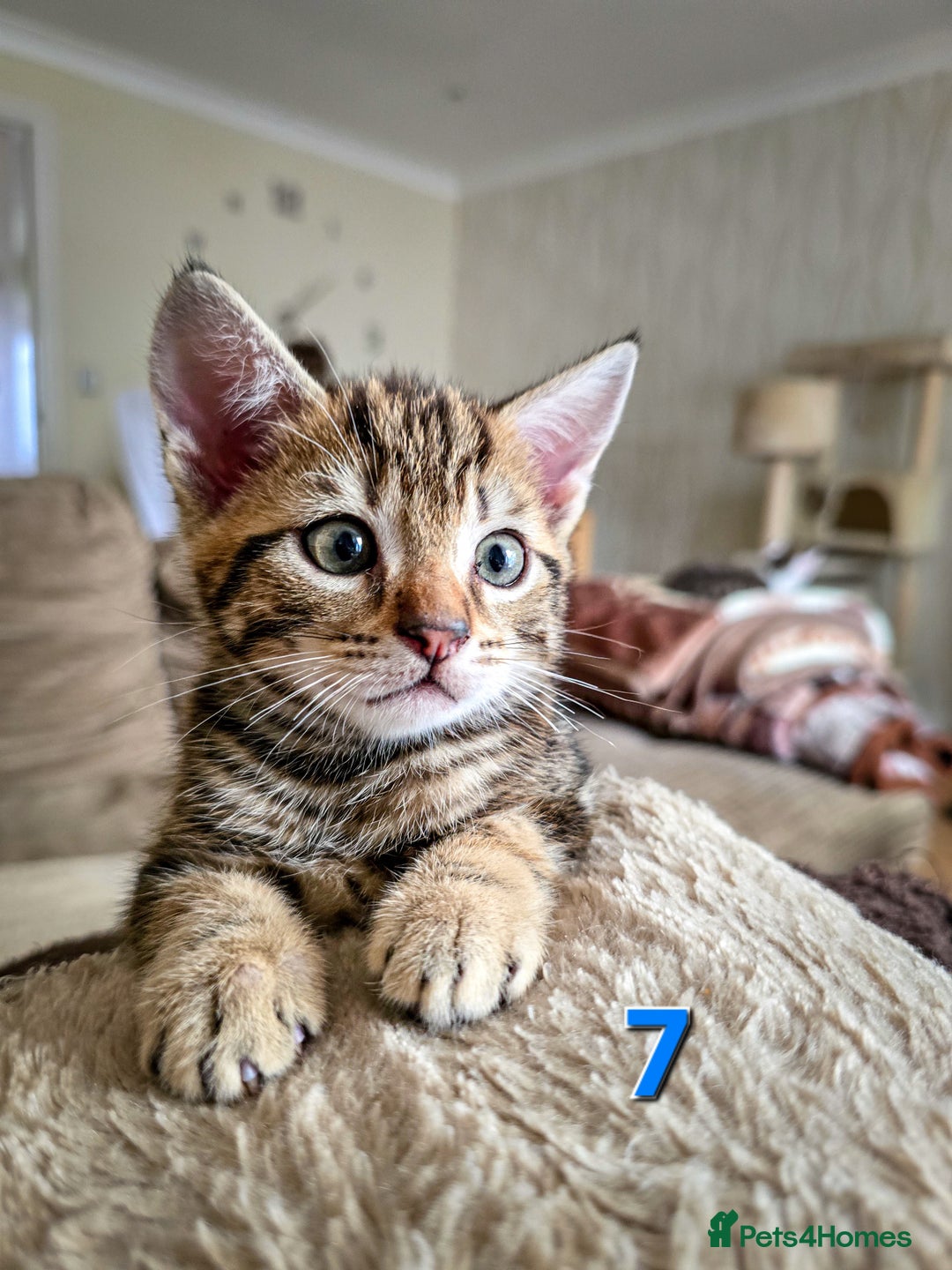 Mixed Breed cats for sale: 7 adorable kittens looking for loving homes - Image 15