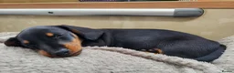 Miniature Dachshund dogs for stud: Miniature Dashchund for stud in Fakenham - Advert 12