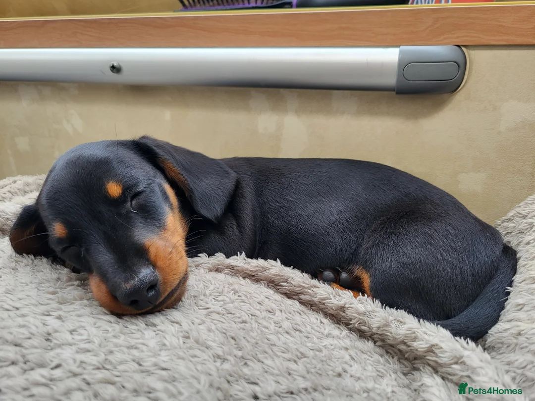 Miniature Dachshund dogs for stud: Miniature Dashchund for stud in Fakenham - Advert 12