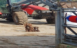 Cocker Spaniel dogs for sale: Chocolate cocker spaniels - Image 4