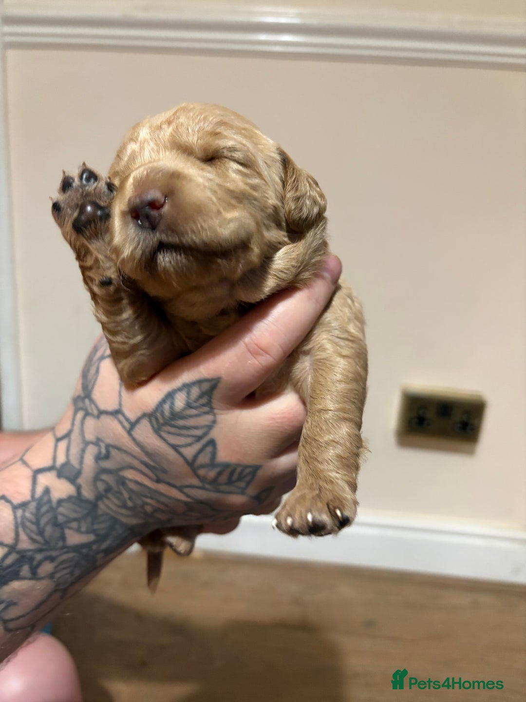 Labradoodle dogs for sale: Beautiful F1 Labradoodles - Advert 7