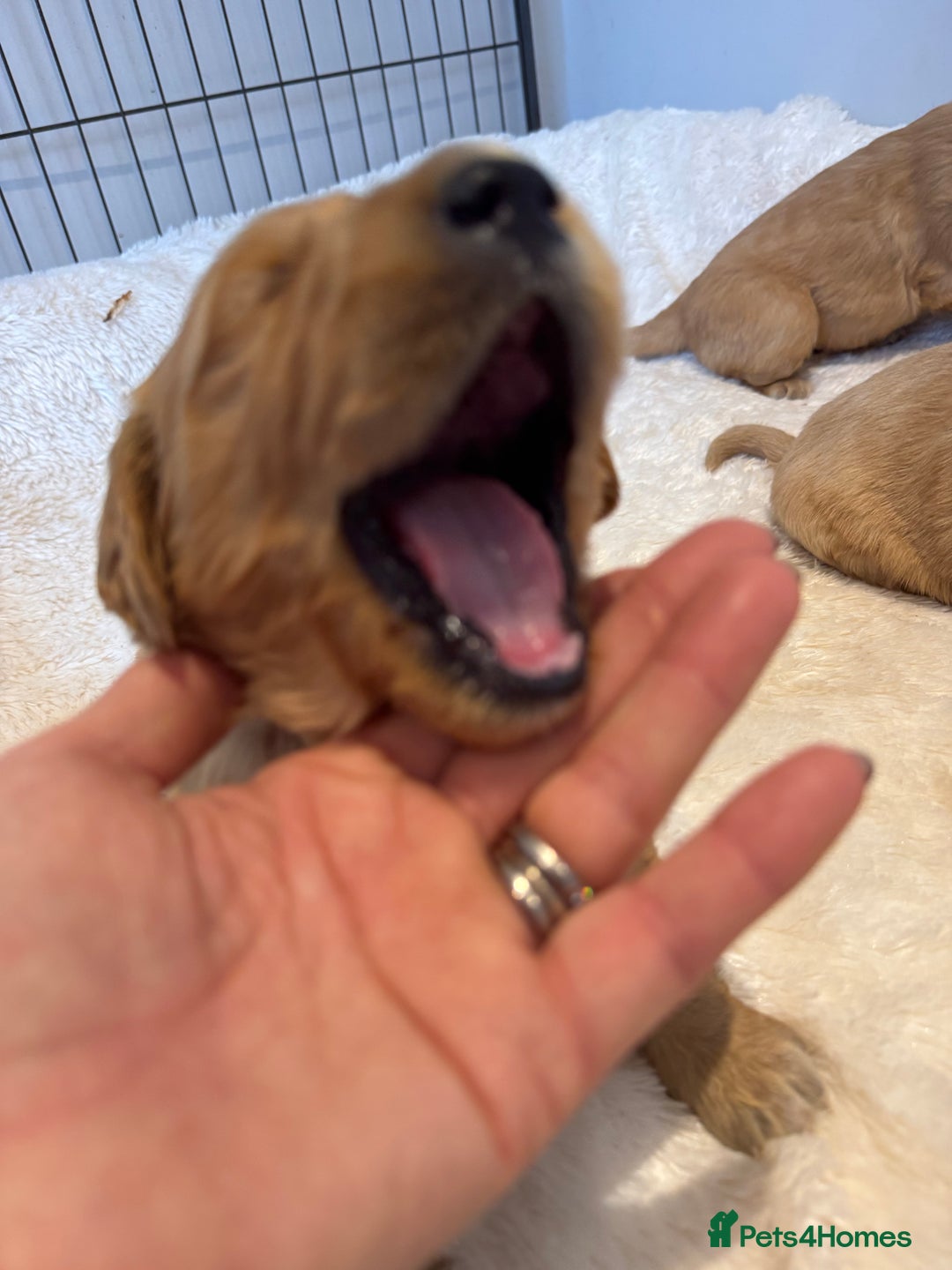 Golden Retriever dogs for sale: Beautiful KC Golden Retriever’s Health tested - Advert 4