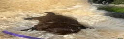 Shih Tzu dogs for sale: Imperial Shihtzu Chocolates - Advert 7