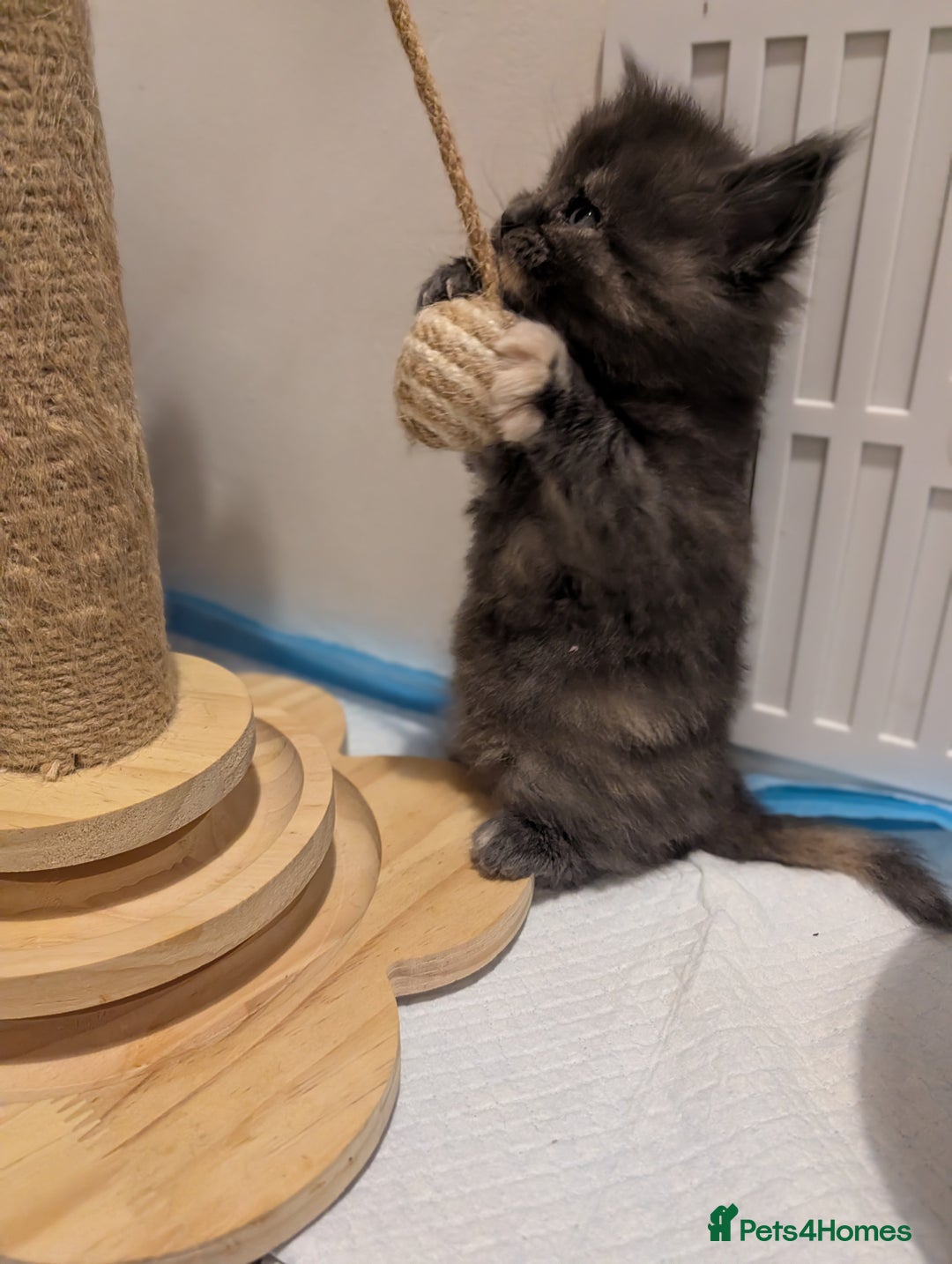 Maine Coon cats for sale: Beautiful Tica Registered Maine Coon Kittens  - Advert 9